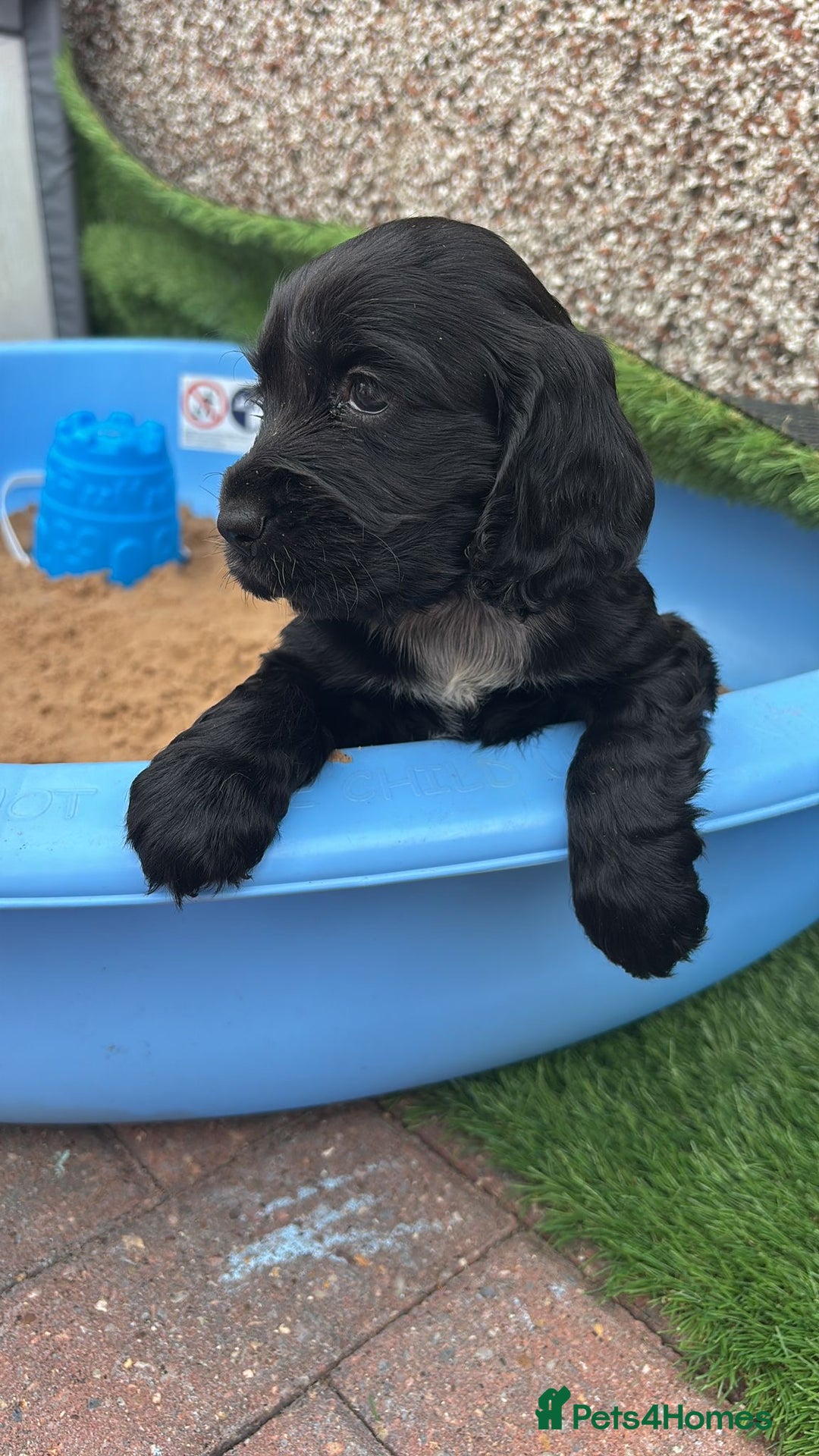 Cocker Spaniel dogs for sale: KC DNA SHOW TYPE COCKER SPANIEL!!  - Image 20