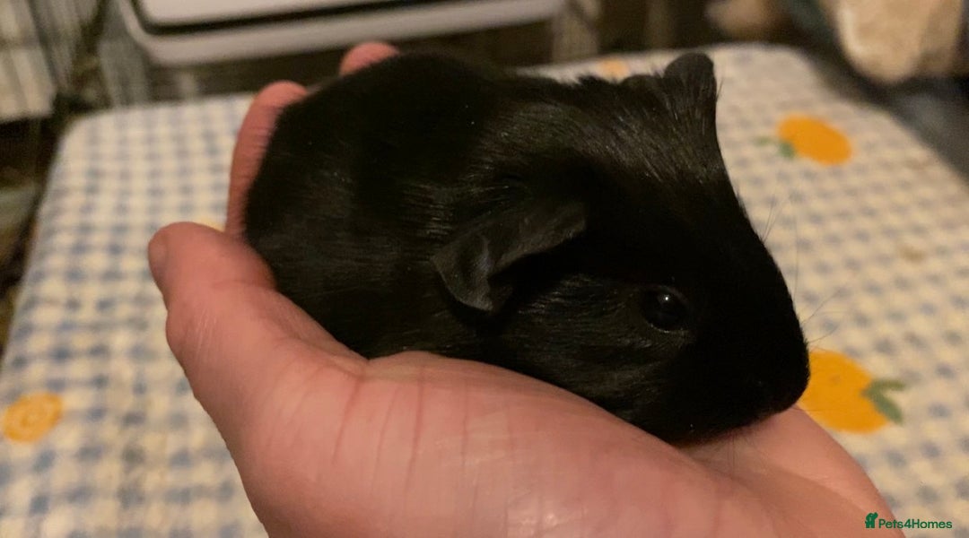 Guinea Pig rodents for sale: Gorgeous baby Guinea pigs - Advert 4