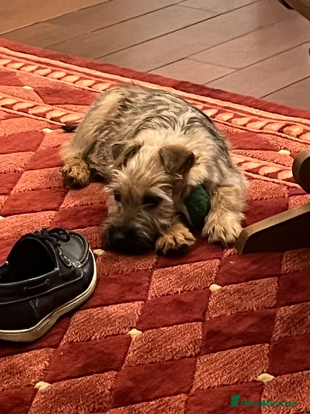 Soft Coated Wheaten Terrier dogs for sale: Beautiful Irish Soft Coated Wheaten Terrier Pups - Advert 3