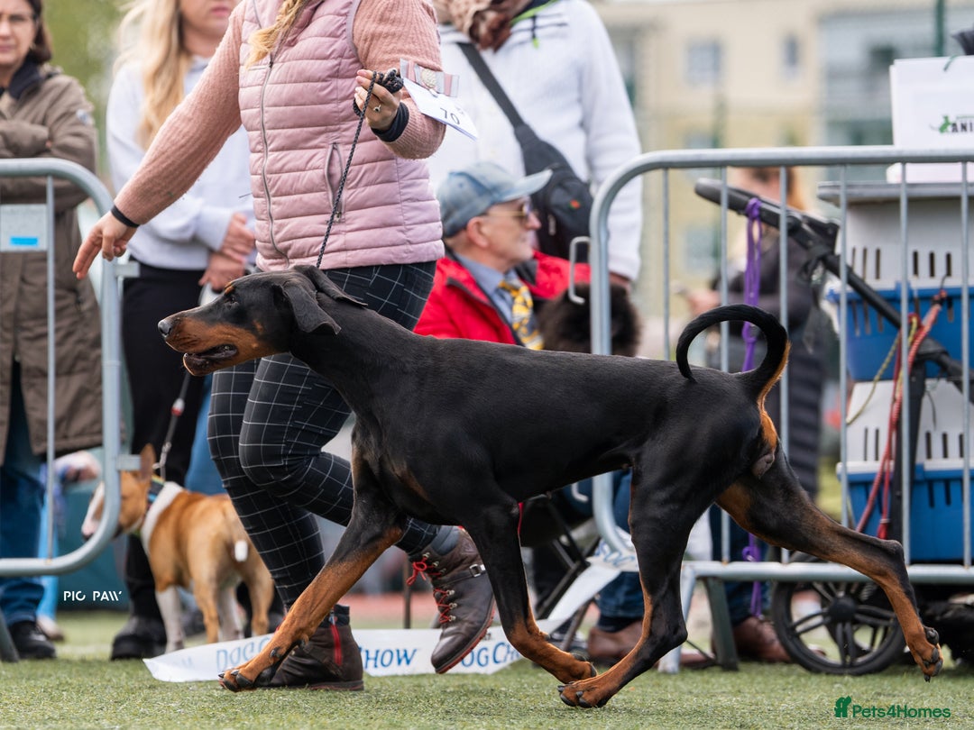 Dobermann dogs for sale: WAITLIST WINTER 2025 CEZARBLUE 5 STAR LICENSED ⭐️  - Image 8