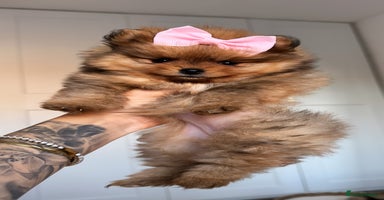 Pomeranian dogs - Advert 16