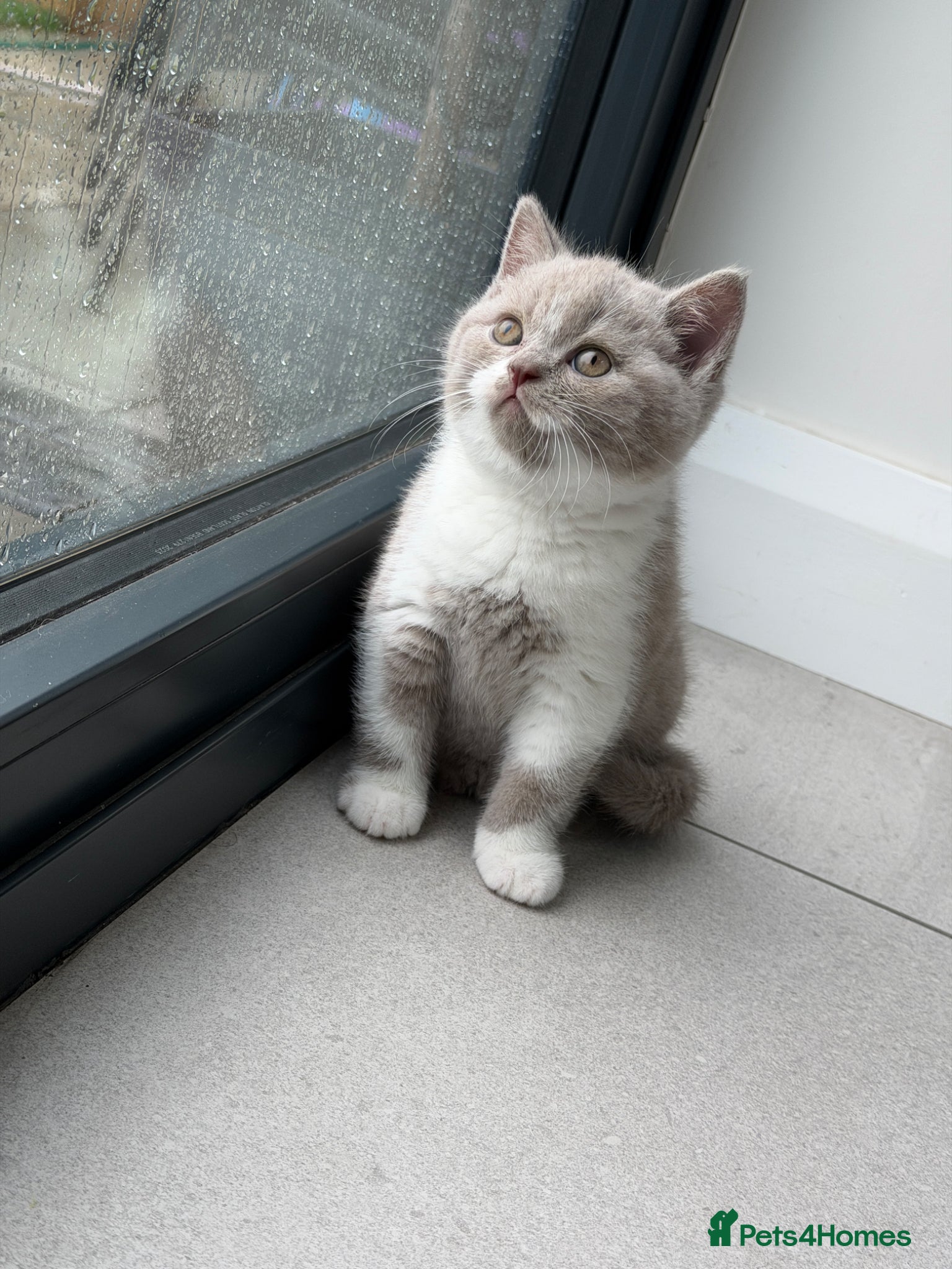 British Shorthair cats 💜 Chunky British Shorthair Kittens 💙  - Advert 20
