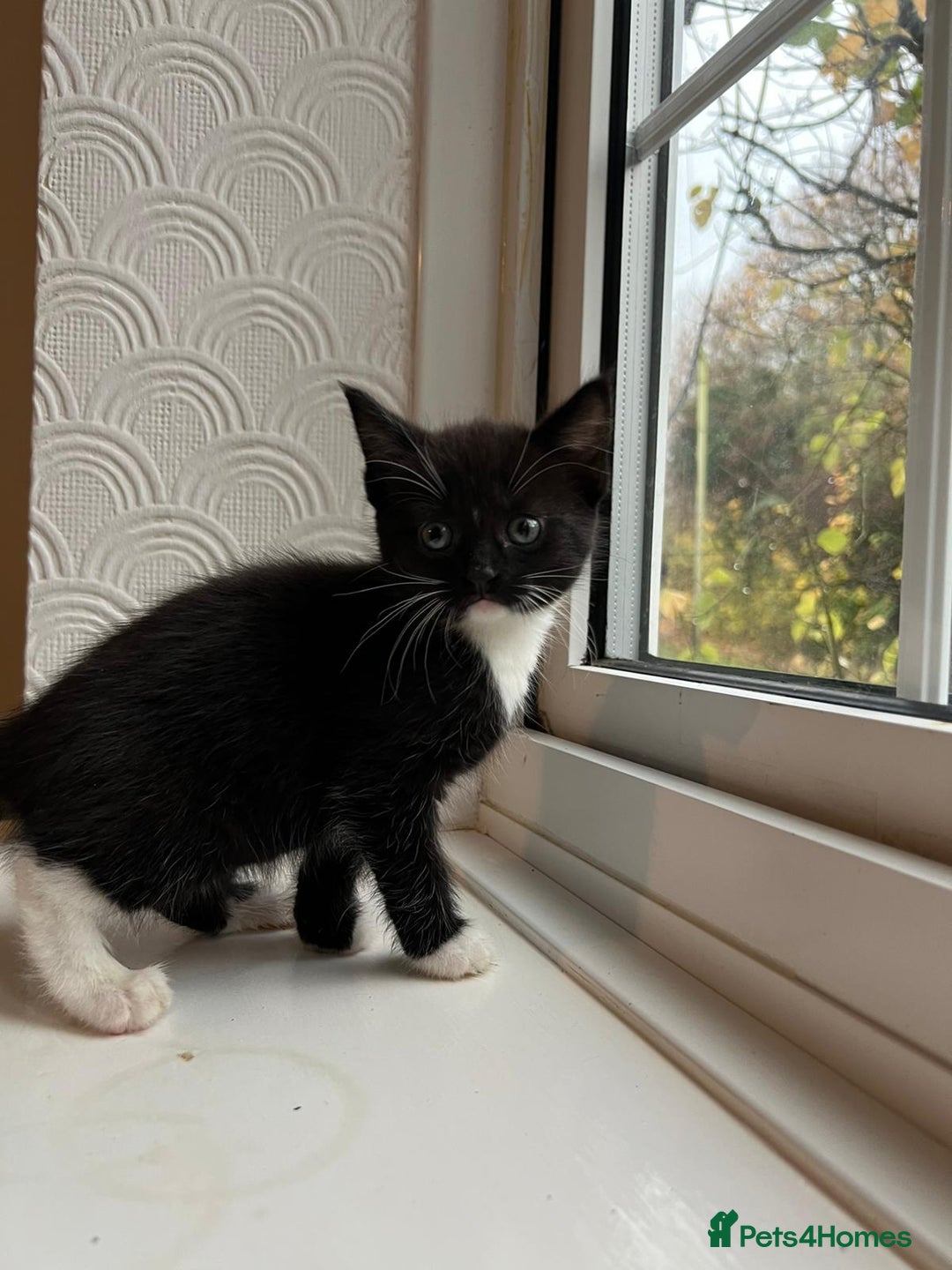 Maine Coon cats for sale: Little Half Main Coons - Advert 30