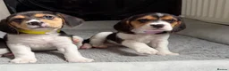 Beagle dogs for sale: Beagle puppies 🐶🐾 - Advert 7