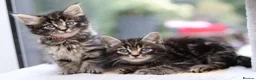 Mixed Breed cats for sale: Tabby Kittens Ready Soon - Advert 7