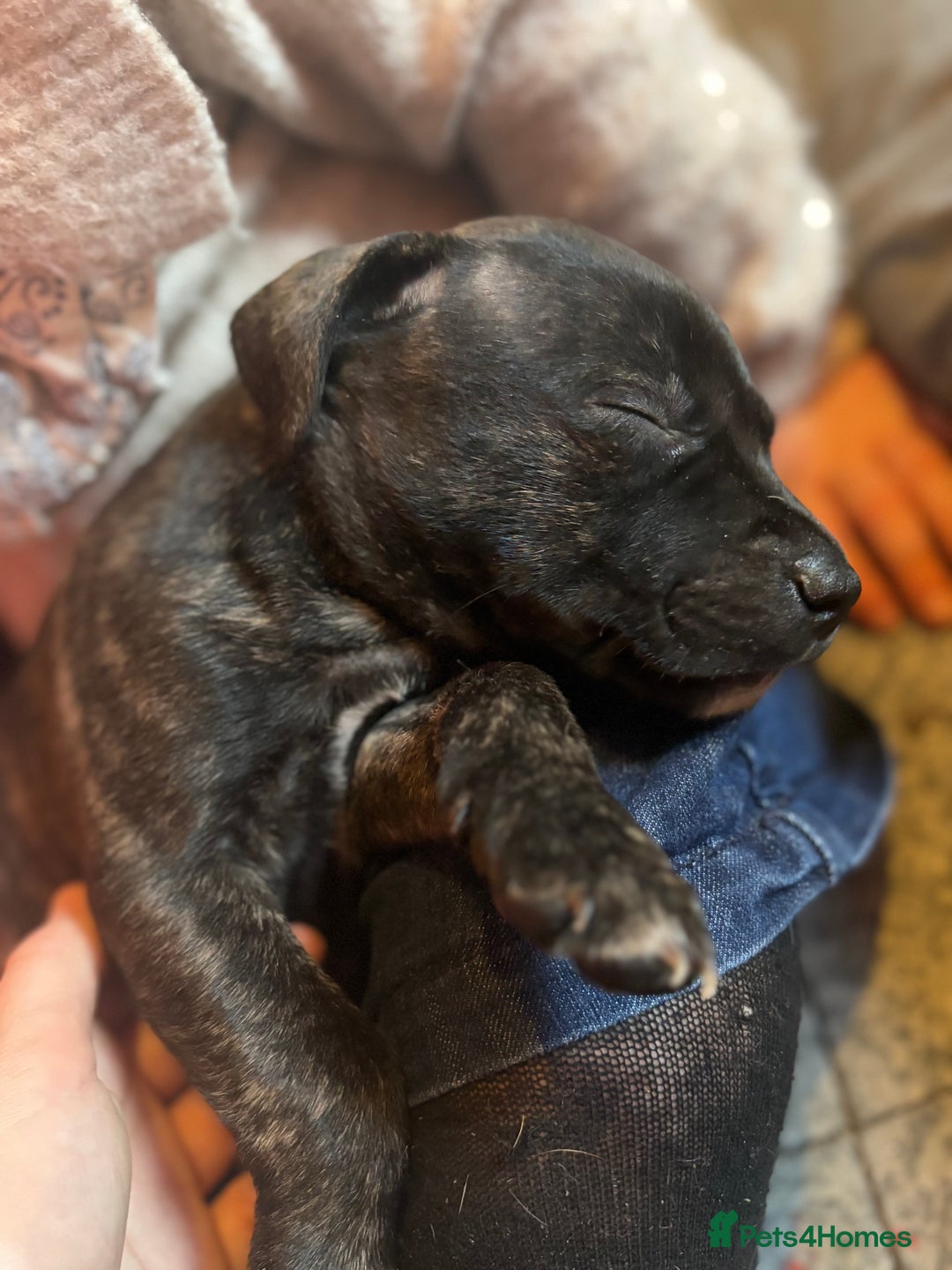 Mixed Breed dogs for sale: Staffordshire cross puppies  - Image 21