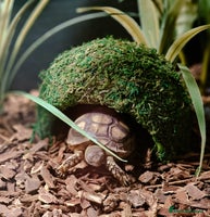 Tortoise reptiles Gorgeous Sulcata Tortoise with home & accessories - Advert 5