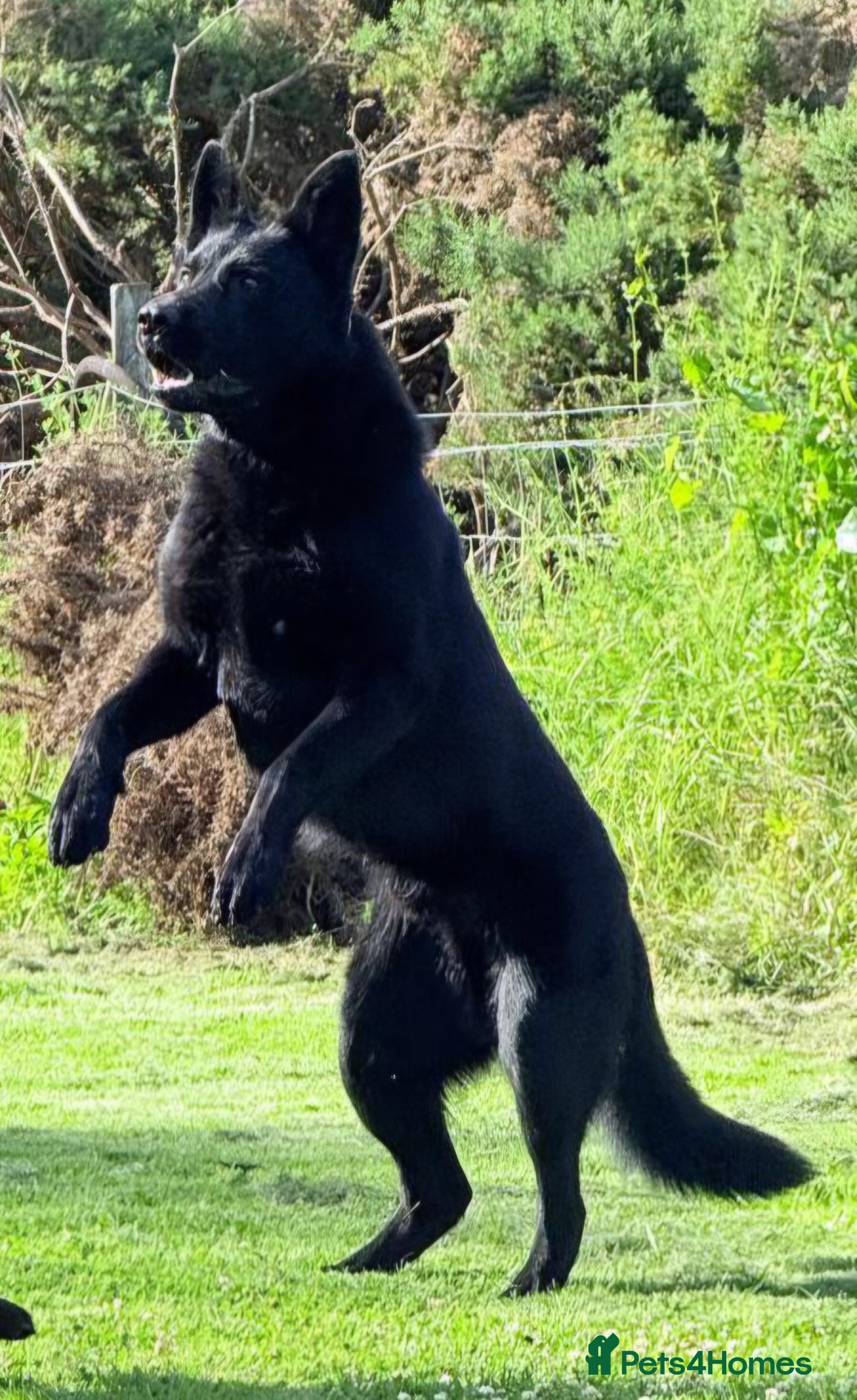 German Shepherd dogs GHOST *Stud only* - Advert 5