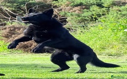 German Shepherd dogs for stud: GHOST *Stud only* - Advert 1