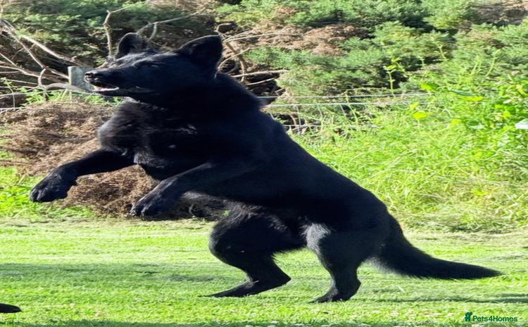 German Shepherd dogs GHOST *Stud only* - Advert 1