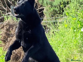 German Shepherd dogs GHOST *Stud only* - Advert 2