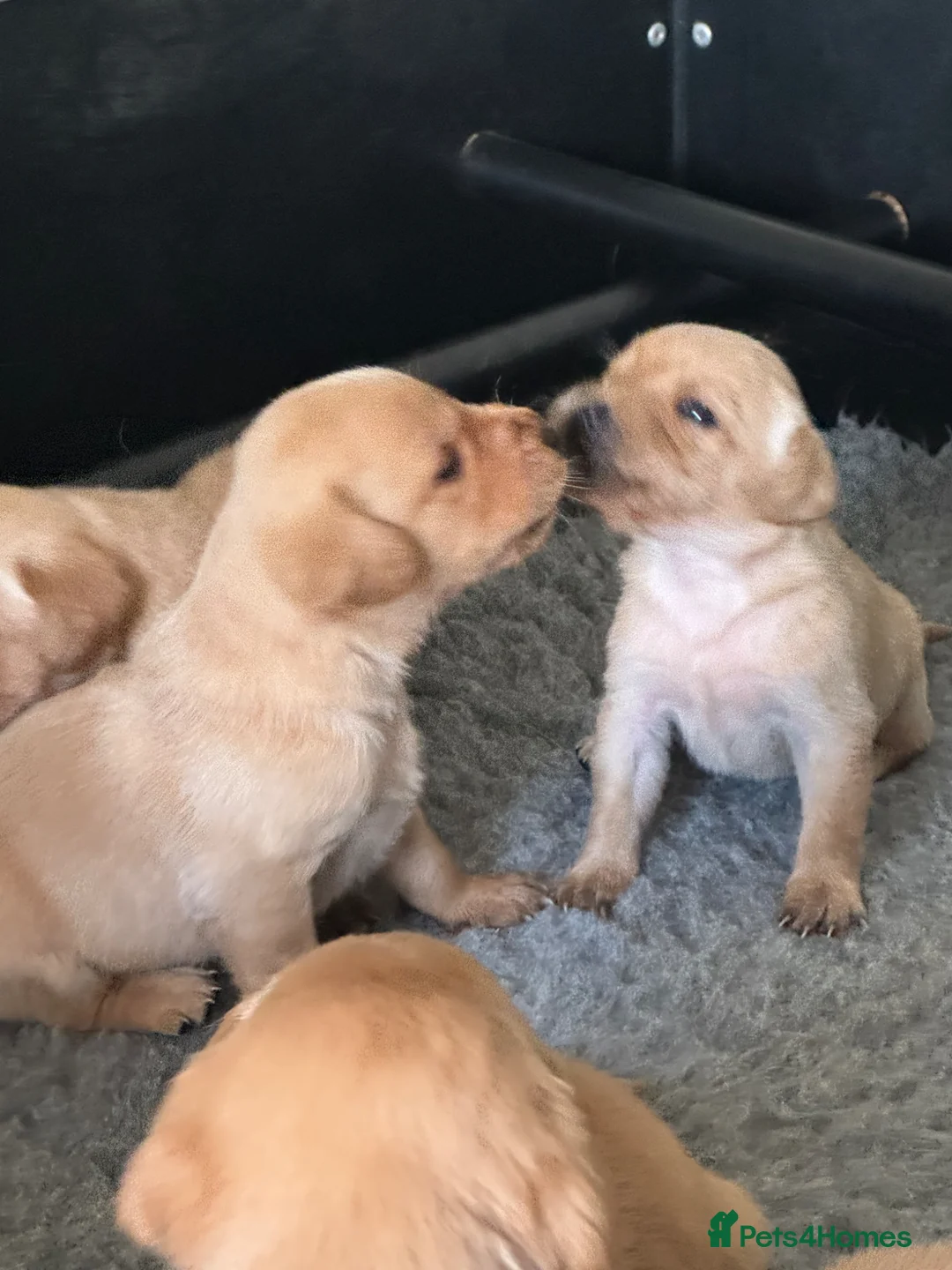 Labrador Retriever dogs for sale: Beautifully bred Labrador puppies in Sidmouth - Advert 1