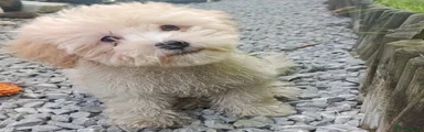 Maltipoo Puppy 2