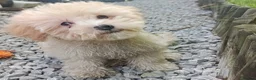 Maltipoo dogs for sale: F1 Maltipoo Puppies For Sale  - Advert 23