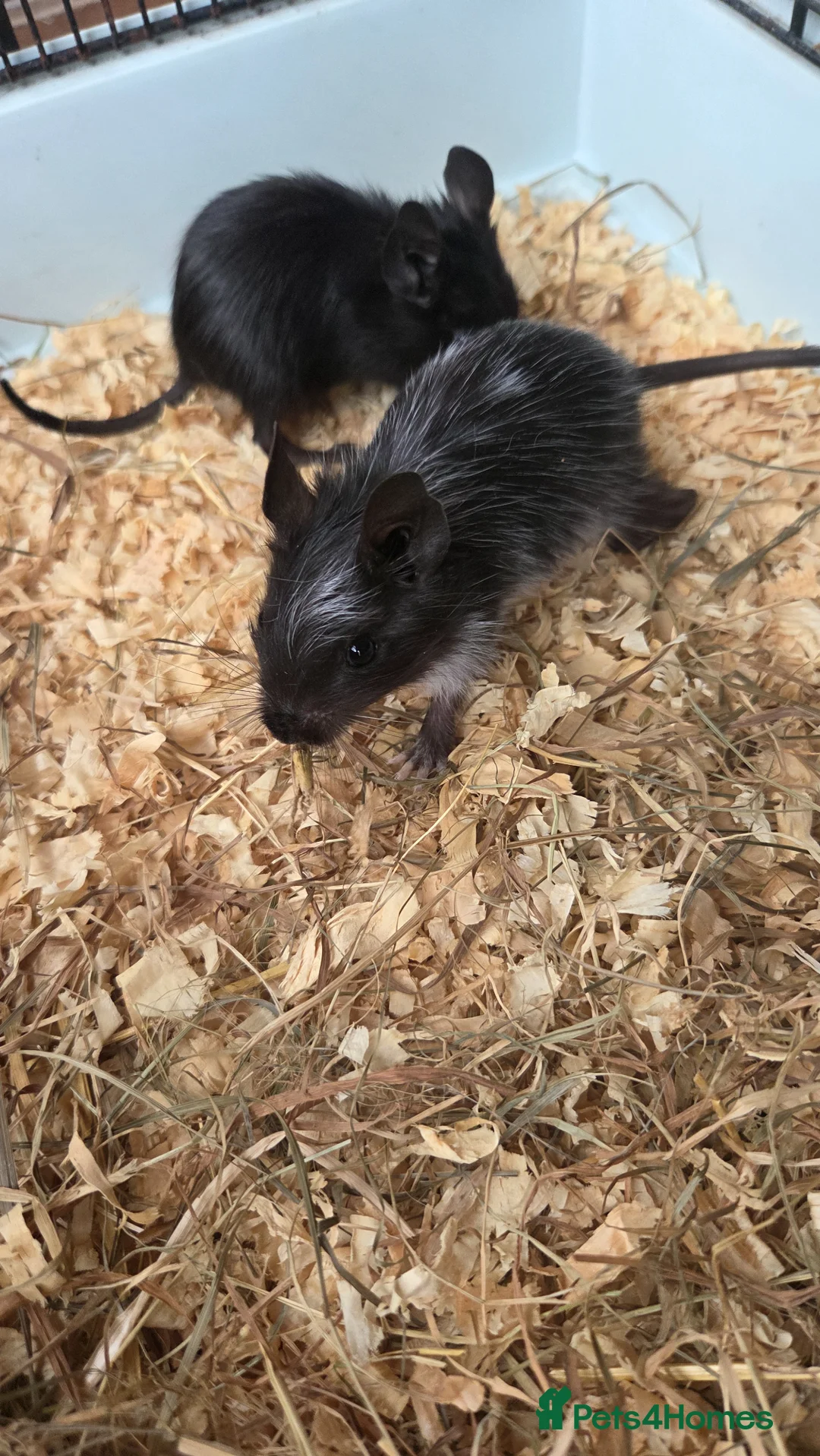 Degus rodents for sale: Baby degus for sale - Advert 2