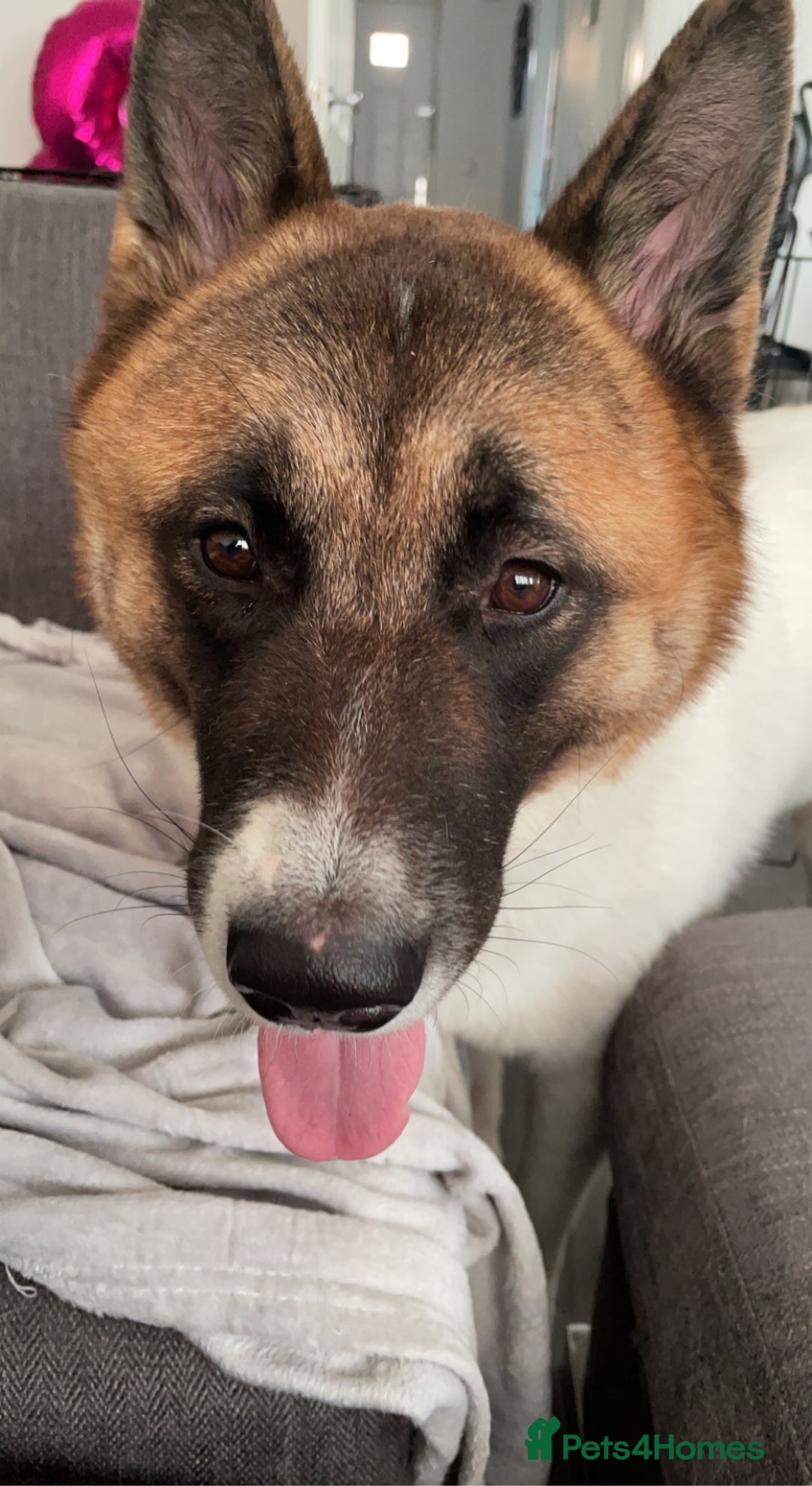 Akita dogs for sale: Akita for rehoming - Advert 7