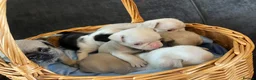 Pug dogs for sale: Unique pug puppies in Swanley - Advert 11