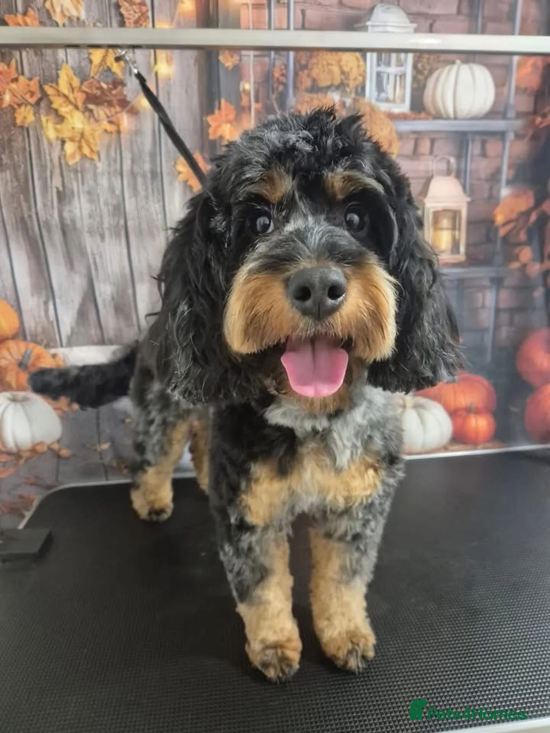 Cockapoo dogs for sale: COCKAPOO - Advert 19