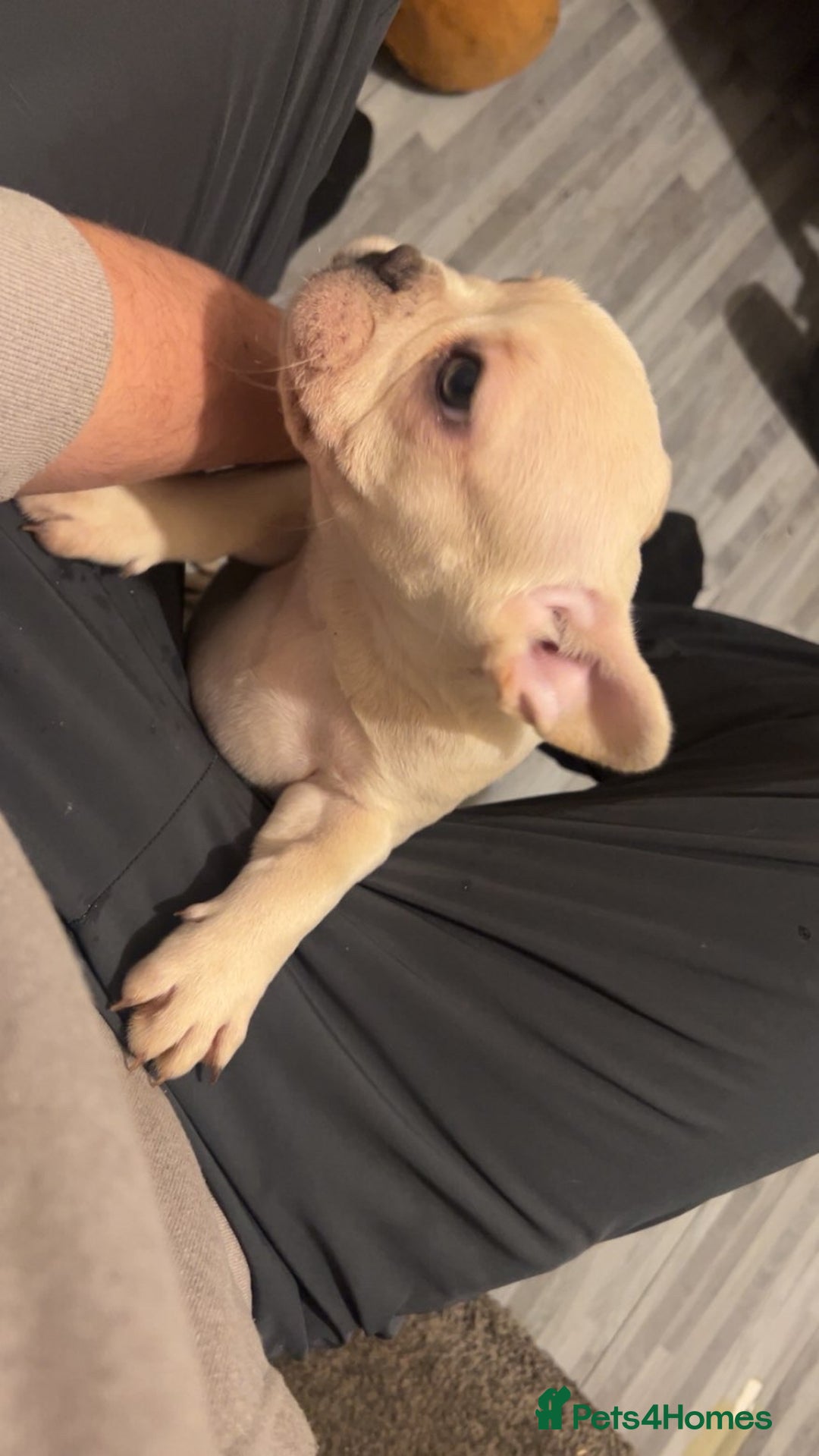 French Bulldog dogs for sale: French bulldog pups available (Reduced) - Advert 28