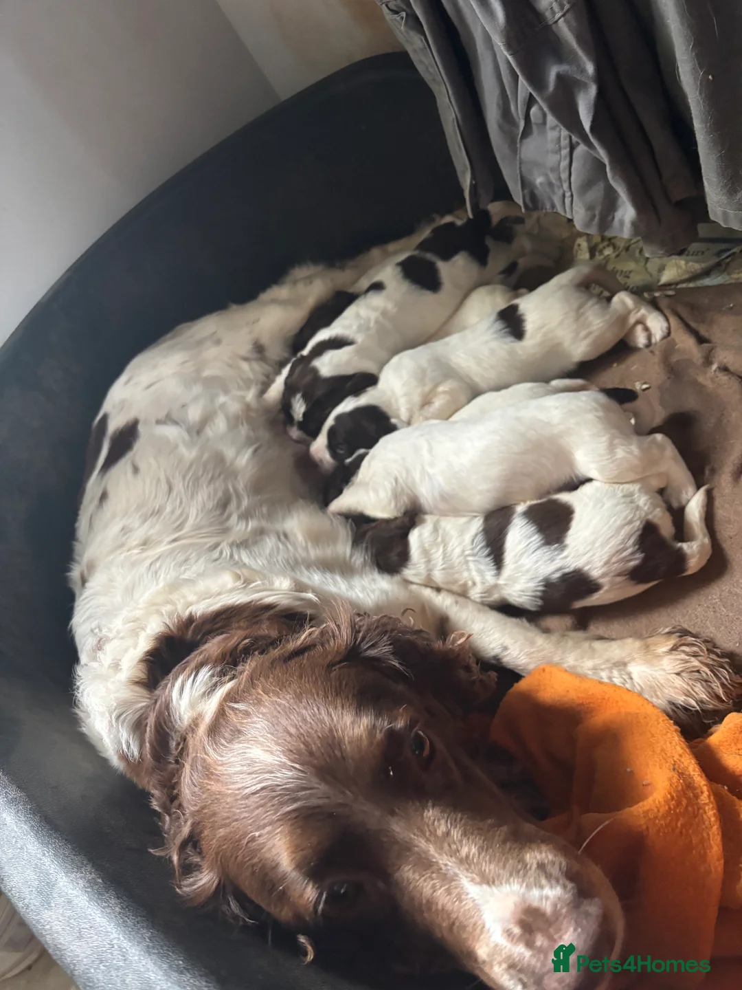 English Springer Spaniel dogs for sale: Springer Spaniel puppies  in Kingsbridge - Advert 1