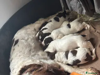 English Springer Spaniel dogs Springer Spaniel puppies in Kingsbridge - Advert 2