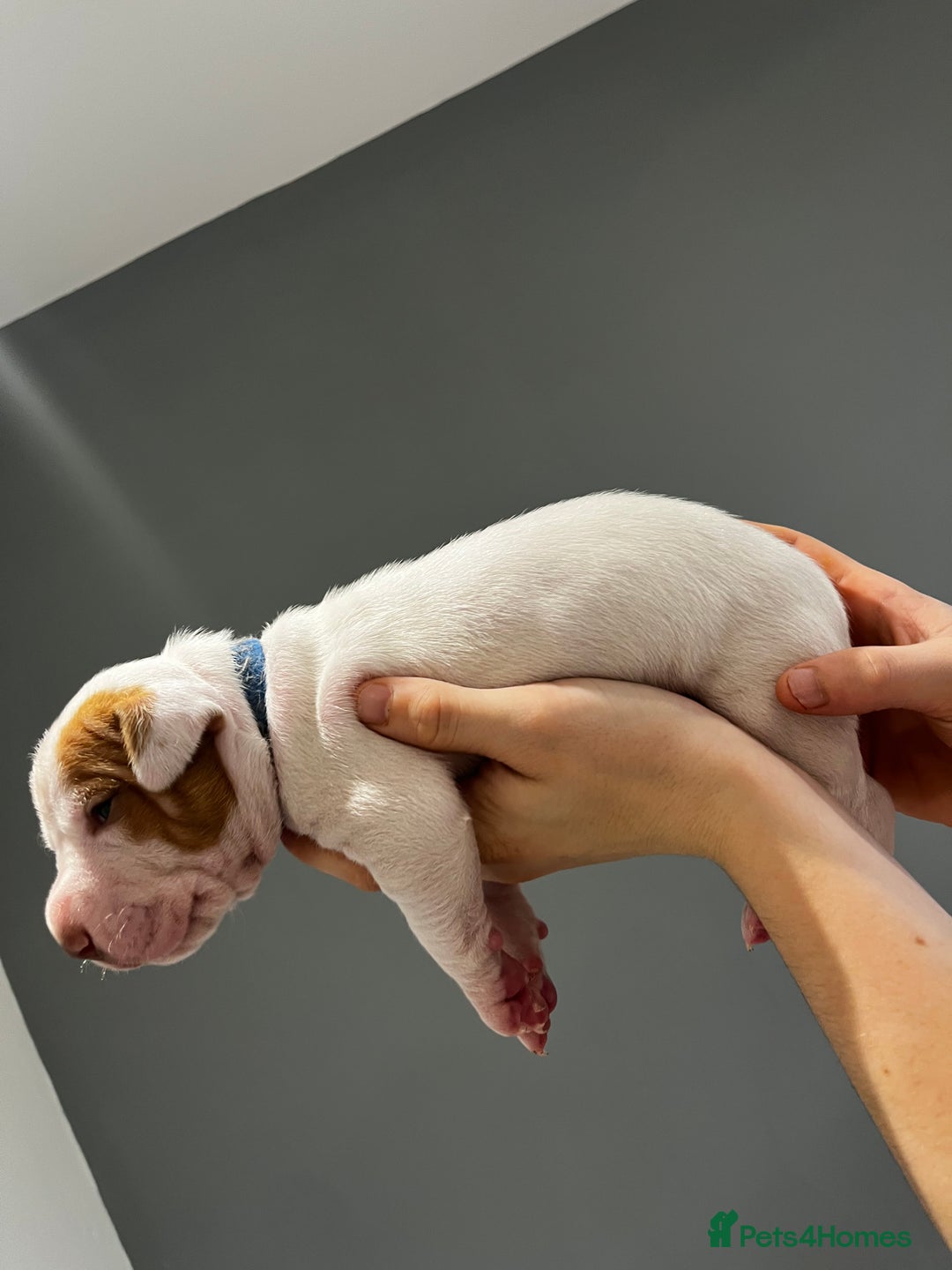 Mixed Breed dogs for sale: Staffy mix pups  - Image 11