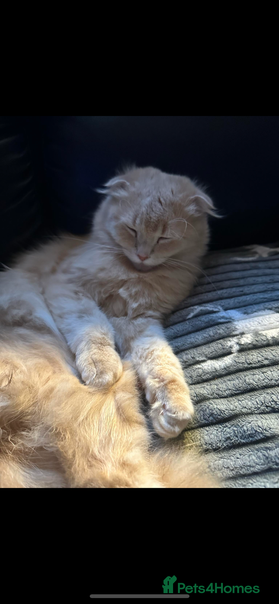Scottish Fold cats for sale: Male Scottish fold - Image 5