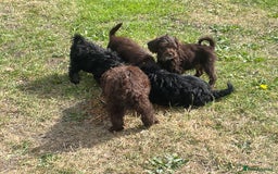 Labradoodle dogs for sale: miniature labradoodle puppies - Image 5