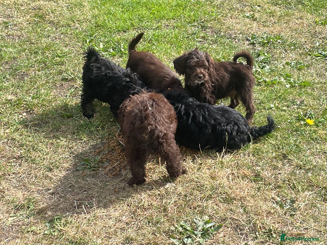 Labradoodle dogs for sale: miniature labradoodle puppies - Image 5