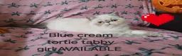Exotic cats for sale: EXCEPTIONAL PERSIAN EXOTIC KITTENS  - Advert 25