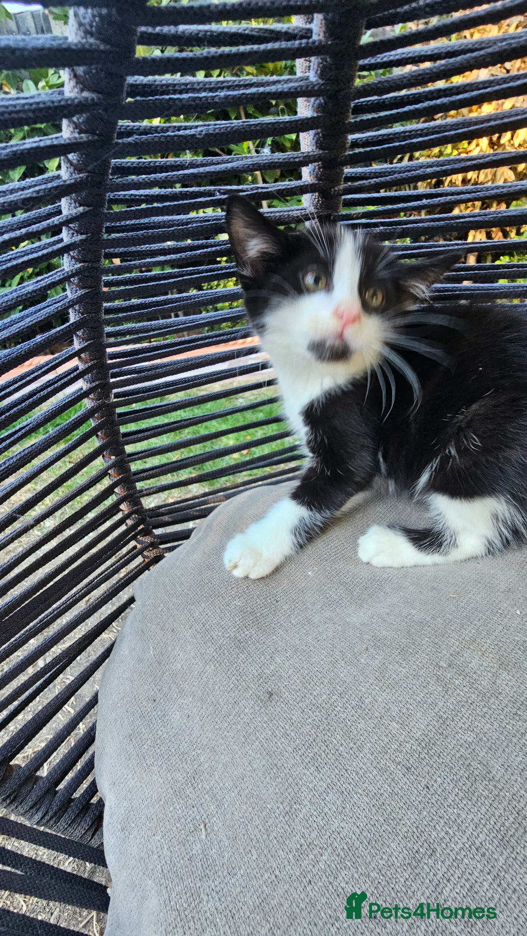 Persian cats for sale: Very beatifull mix breed/Persian kittens  - Image 17
