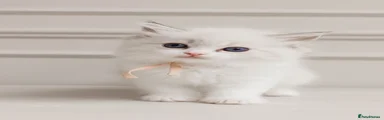 Ragdoll 4 - pink