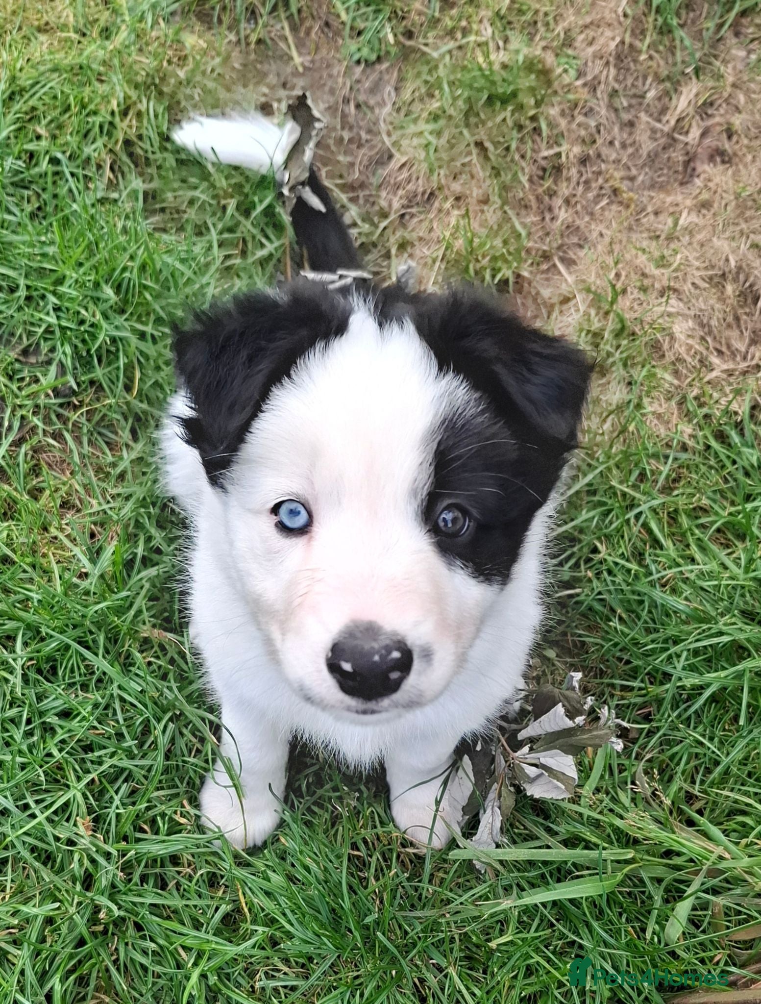 Border Collie dogs ​white face Long Coat Border Collie Pups - Advert 6