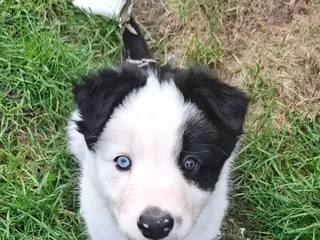 Border Collie dogs white face Long Coat Border Collie Pups - Advert 2