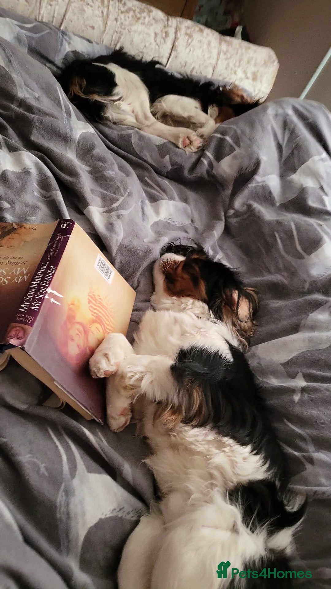 Cavalier King Charles Spaniel dogs for sale: Cavalier king charles puppys READY NOW pedigree KC - Advert 14