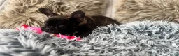 French Bulldog dogs for sale: 🏆KC French Bulldog Puppies🏆 - Advert 13