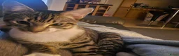 Mixed Breed cats for sale: Beautiful tabby male cat - Advert 2