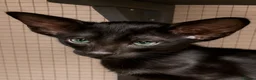 Oriental cats for sale: FULL Pedigree Oriental XL size ears GCCF - Advert 7