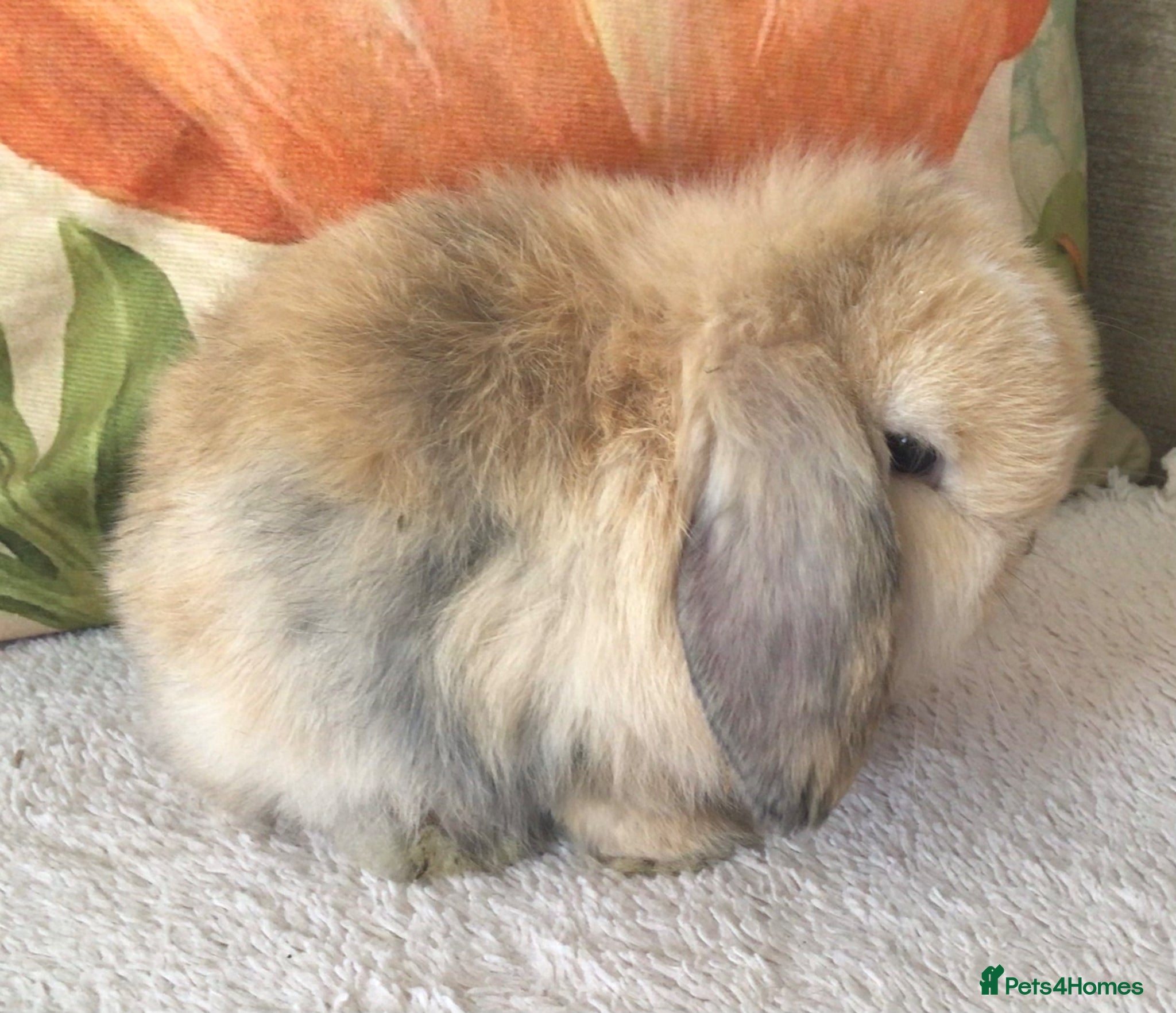 Mini Lop rabbits Mini lop buck - Advert 2