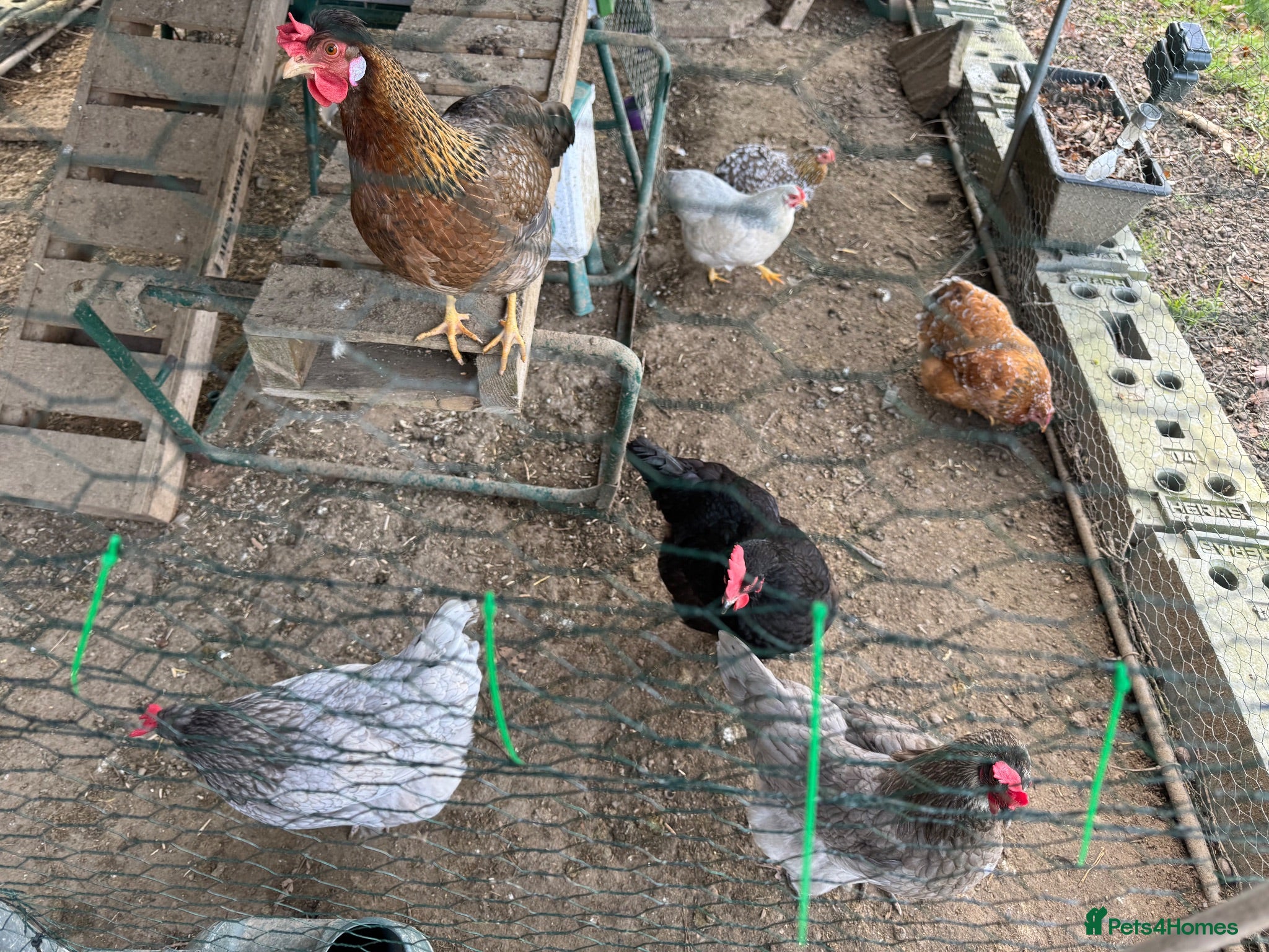 Chickens poultry Special egg layers hens and Wyandotte banthams  - Advert 1