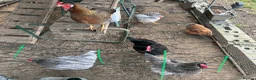 Chickens poultry for sale: Special egg layers hens and Wyandotte banthams  in Dorking - Advert 1