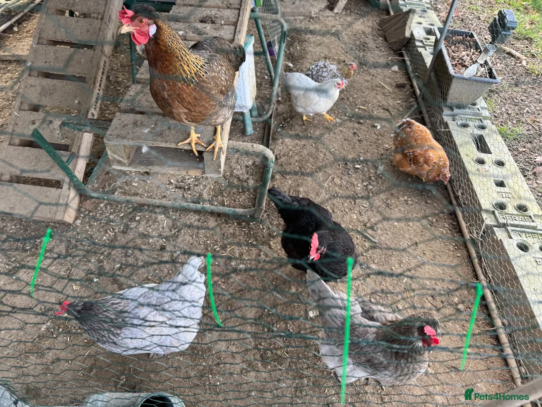 Chickens poultry for sale: Special egg layers hens and Wyandotte banthams  in Dorking - Advert 1