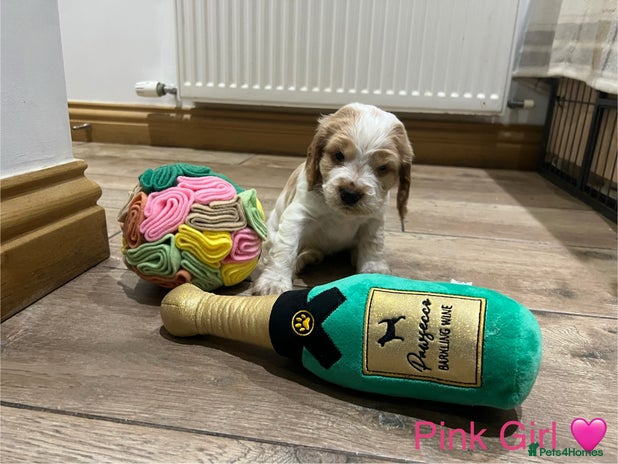 Cocker Spaniel dogs - Advert 5