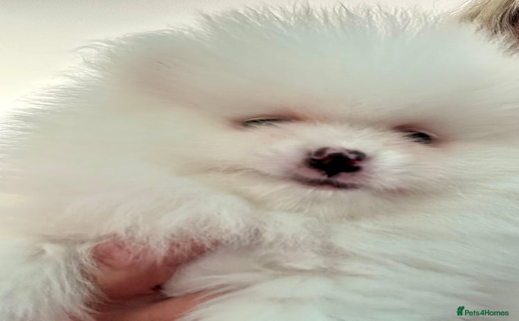 Pomeranian dogs - Advert 15