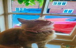 British Longhair cats for sale: Domestic Longhaired Female  - Advert 2