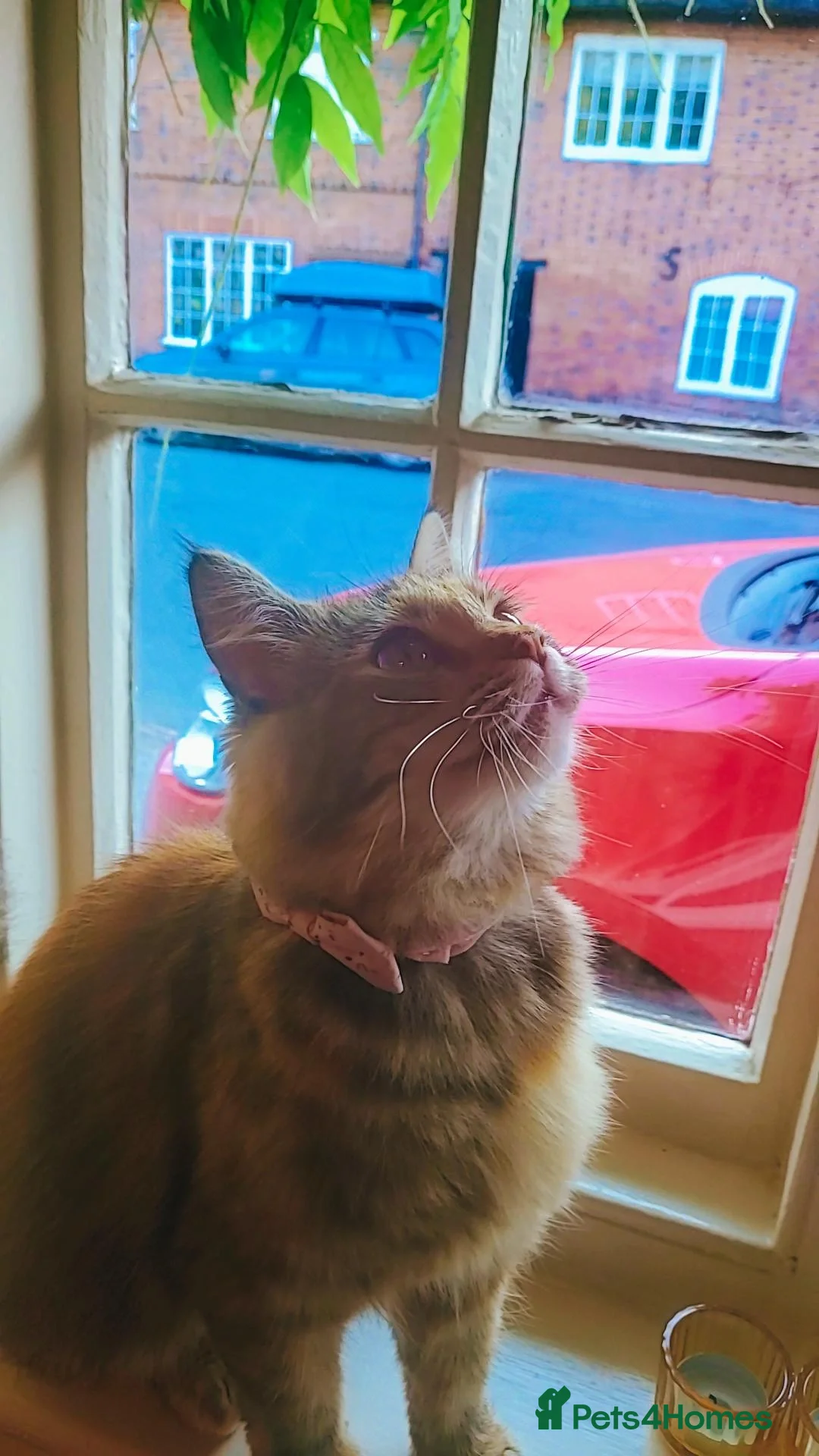 British Longhair cats for sale: Domestic Longhaired Female  - Advert 2