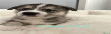 Siberian Husky 6
