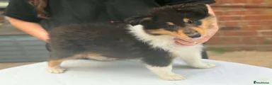 Rough Collie 3