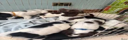 English Springer Spaniel dogs for sale: Springer spaniel puppies - Advert 10