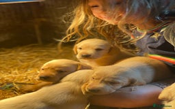 Labrador Retriever dogs for sale: Stunning ftch fox red puppies - Image 15